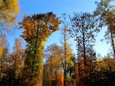 Buchenrondell (Fagus sylvatica) im südlichen Boskett des Schwetzinger Schlossgartens - die oval angelegten Buchenarkaden bilden das Pendant zur mit Flatterulmen bepflanzten Quin-cunx-Anlage