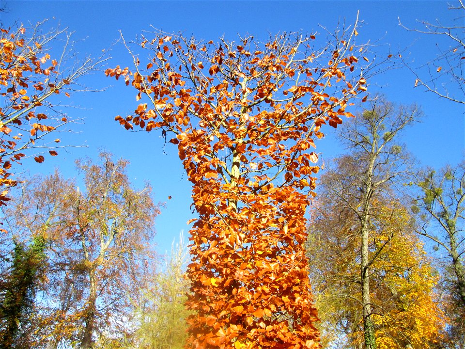 Buchenrondell (Fagus sylvatica) im südlichen Boskett des Schwetzinger Schlossgartens - die oval angelegten Buchenarkaden bilden das Pendant zur mit Flatterulmen bepflanzten Quin-cunx-Anlage