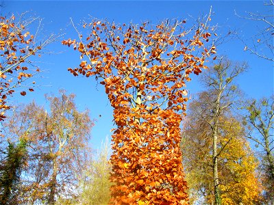 Buchenrondell (Fagus sylvatica) im südlichen Boskett des Schwetzinger Schlossgartens - die oval angelegten Buchenarkaden bilden das Pendant zur mit Flatterulmen bepflanzten Quin-cunx-Anlage