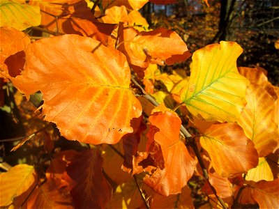 Rotbuche (Fagus sylvatica) in der Schwetzinger Hardt