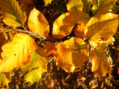 Rotbuche (Fagus sylvatica) in der Schwetzinger Hardt