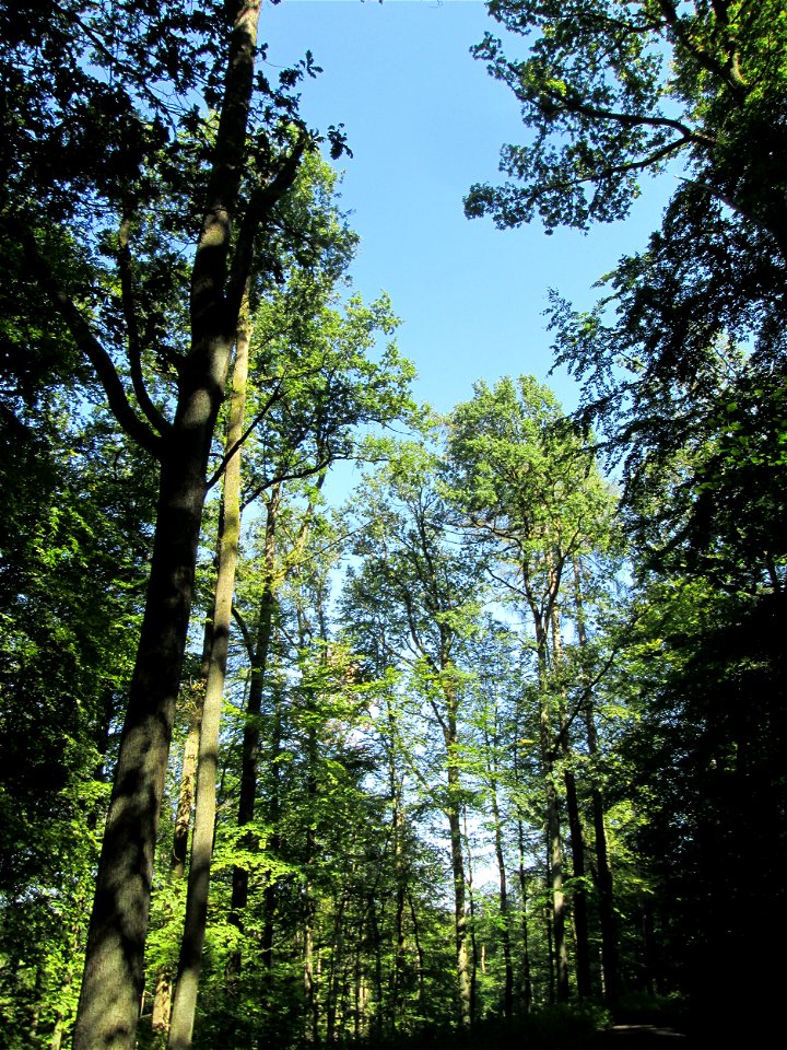 Buchenbestand (Fagus sylvatica) im Hochwald bei Bischmisheim