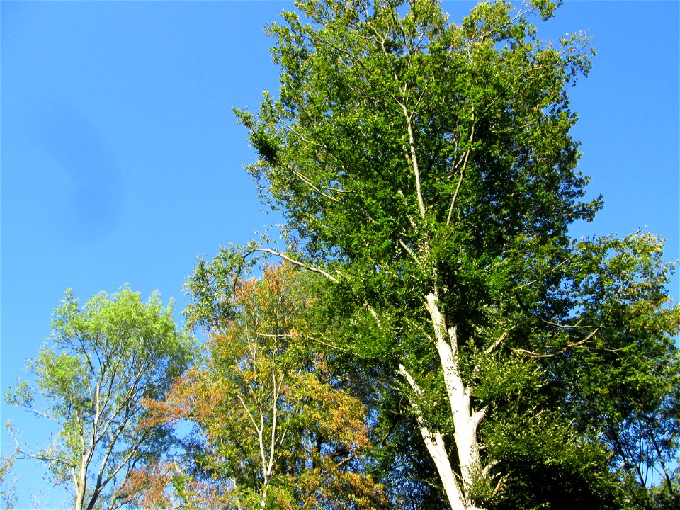 Buchenbestand (Fagus sylvatica) an der Grumbachsteige in Bischmisheim