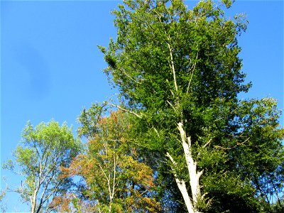 Buchenbestand (Fagus sylvatica) an der Grumbachsteige in Bischmisheim
