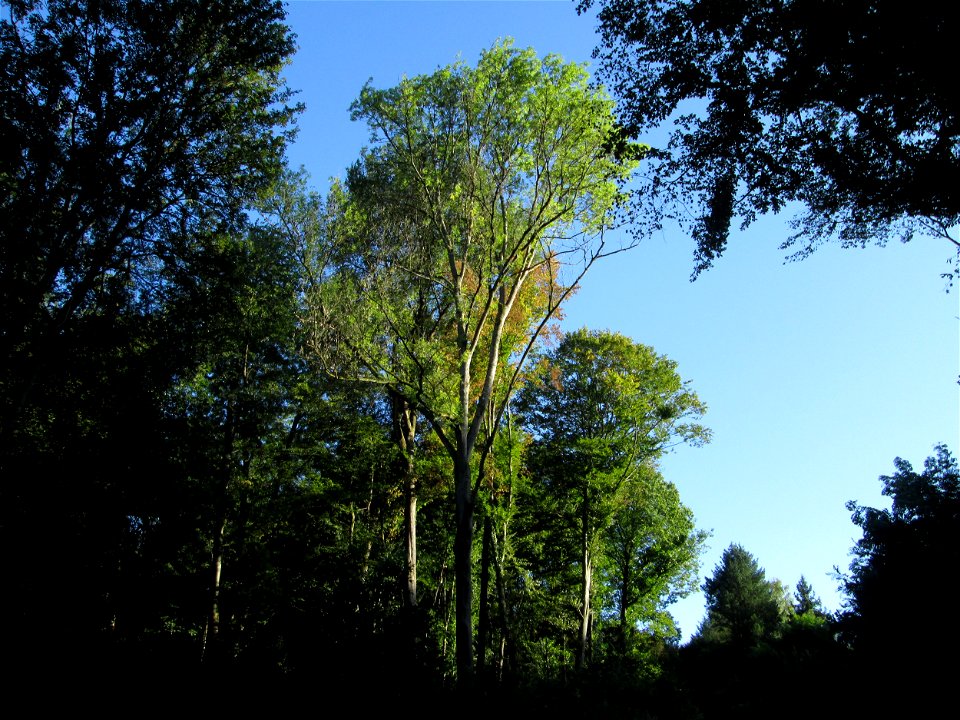 Buchenbestand (Fagus sylvatica) an der Grumbachsteige in Bischmisheim