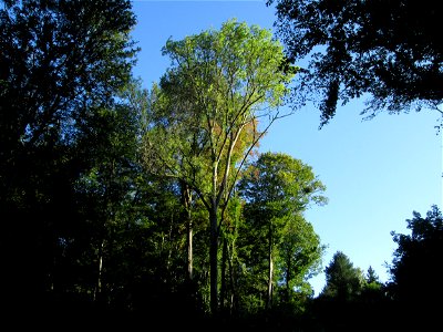 Buchenbestand (Fagus sylvatica) an der Grumbachsteige in Bischmisheim