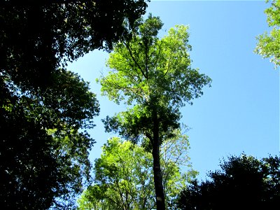 Buchenbestand (Fagus sylvatica) im Stiftswald Sankt Arnual