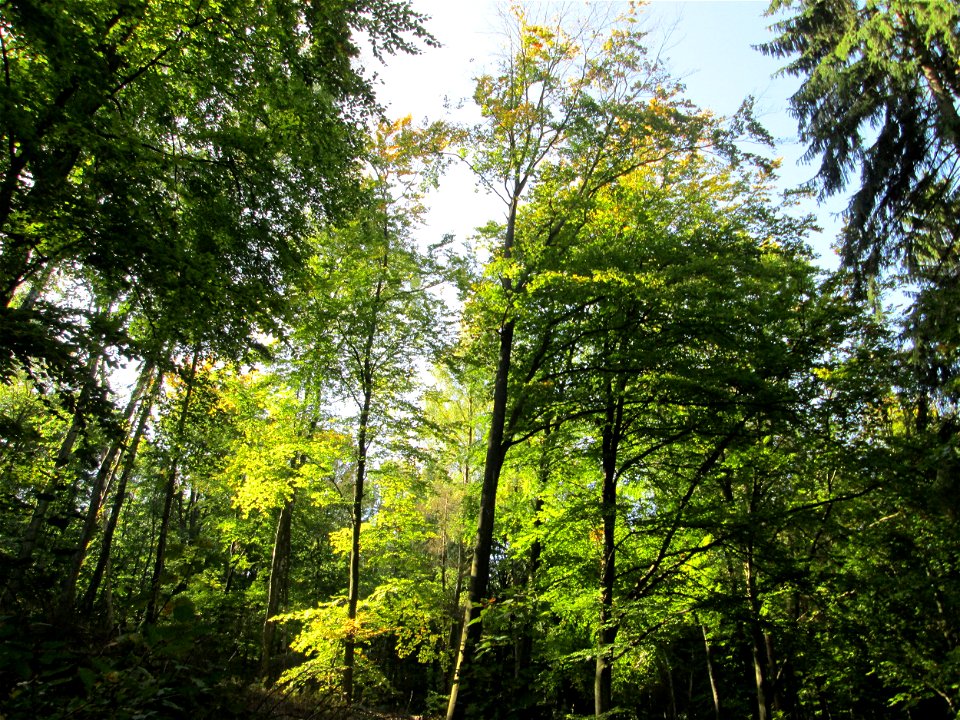Buchenbestand (Fagus sylvatica) im Stiftswald Sankt Arnual