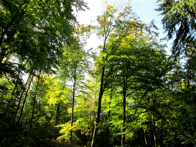 Buchenbestand (Fagus sylvatica) im Stiftswald Sankt Arnual
