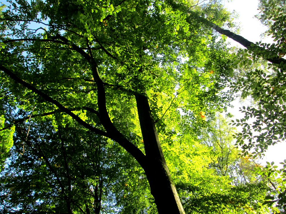 Buchenbestand (Fagus sylvatica) im Stiftswald Sankt Arnual