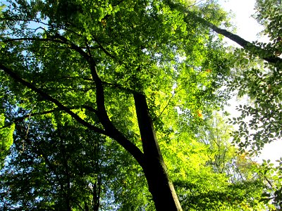 Buchenbestand (Fagus sylvatica) im Stiftswald Sankt Arnual