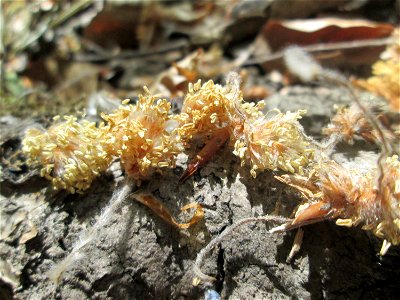 Herabgefallene Blüten der Rotbuche (Fagus sylvatica) im Wald oberhalb von Fechingen