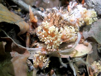 Herabgefallene Blüten der Rotbuche (Fagus sylvatica) im Landschaftsschutzgebiet „Wisch- und Wogbachtal“ oberhalb von Fechingen