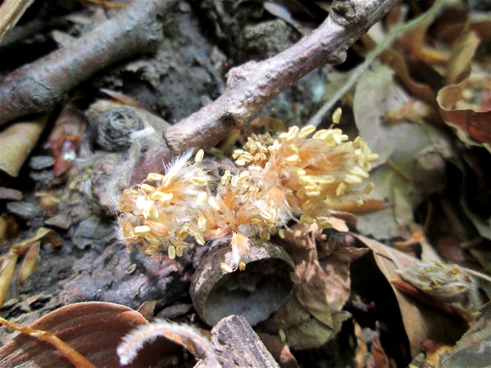 Herabgefallene Blüten der Rotbuche (Fagus sylvatica) im Landschaftsschutzgebiet „Wisch- und Wogbachtal“ oberhalb von Fechingen