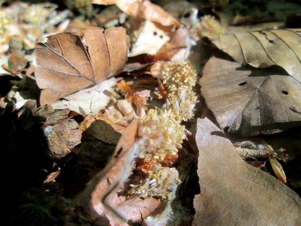 Herabgefallene Blüten der Rotbuche (Fagus sylvatica) am Markusbrunnen bei Fechingen