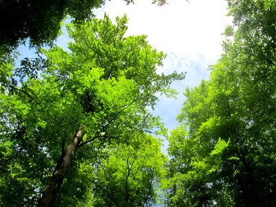 Buchen-Bestand (Fagus sylvatica) im Landschaftsschutzgebiet „Wisch- und Wogbachtal“ oberhalb von Fechingen