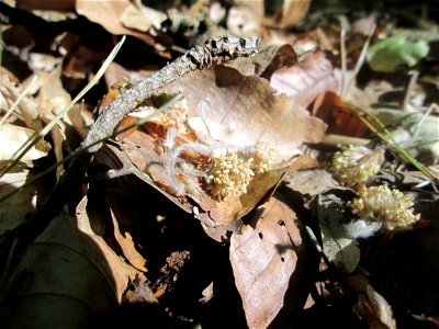Herabgefallene Blüten der Rotbuche (Fagus sylvatica) am Markusbrunnen bei Fechingen