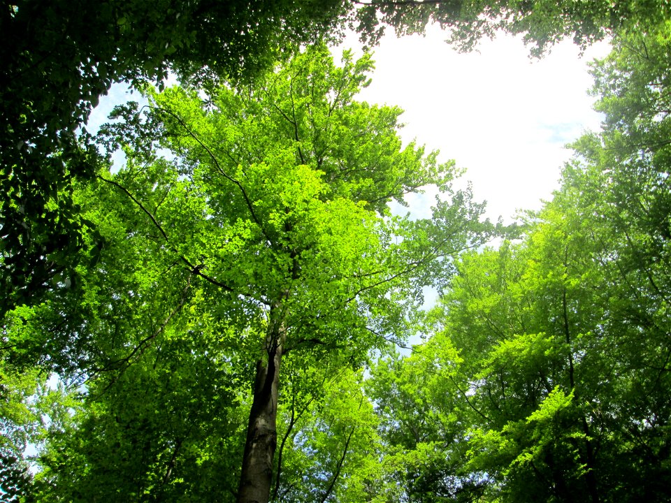 Buchen-Bestand (Fagus sylvatica) im Landschaftsschutzgebiet „Wisch- und Wogbachtal“ oberhalb von Fechingen