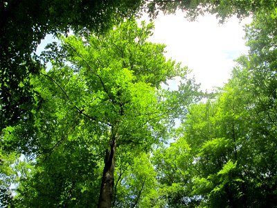 Buchen-Bestand (Fagus sylvatica) im Landschaftsschutzgebiet „Wisch- und Wogbachtal“ oberhalb von Fechingen