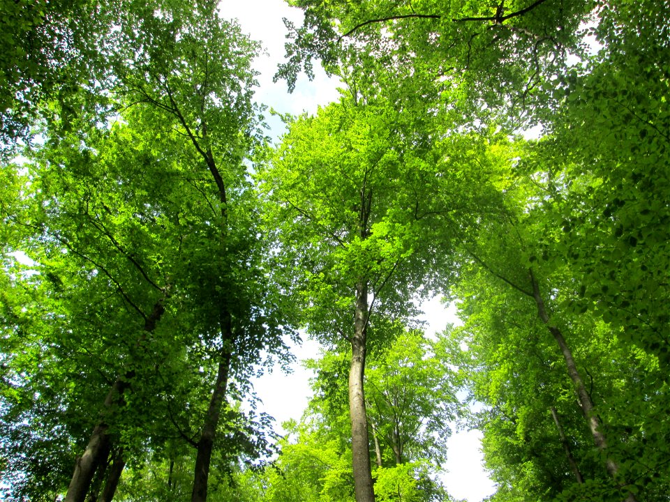 Buchen-Bestand (Fagus sylvatica) im Landschaftsschutzgebiet „Wisch- und Wogbachtal“ oberhalb von Fechingen