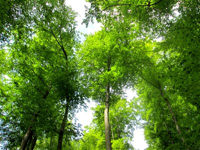 Buchen-Bestand (Fagus sylvatica) im Landschaftsschutzgebiet „Wisch- und Wogbachtal“ oberhalb von Fechingen