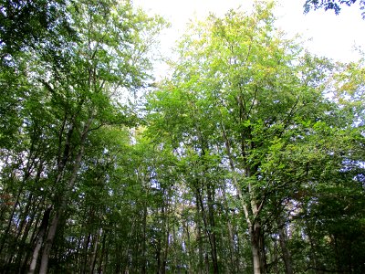 Buchenbestand (Fagus sylvatica) im Naturschutzgebiet „Steinbachtal / Netzbachtal“