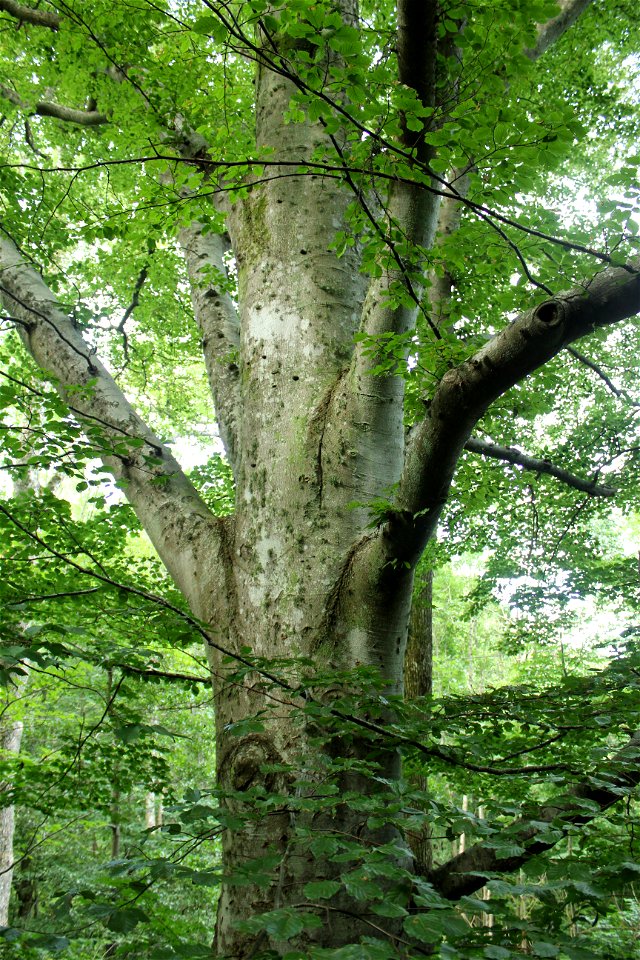 European Beech (Fagus sylvatica) tree, from Sweden.