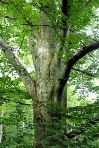 European Beech (Fagus sylvatica) tree, from Sweden.