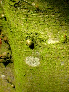 Beech (Fagus sylvatica) bark with nodules. Eglinton, North Ayrshire, Scotland.
