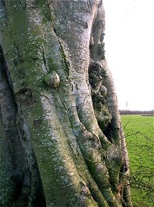 Beech tree with burrs and canker, Ayrshire, Scotland.