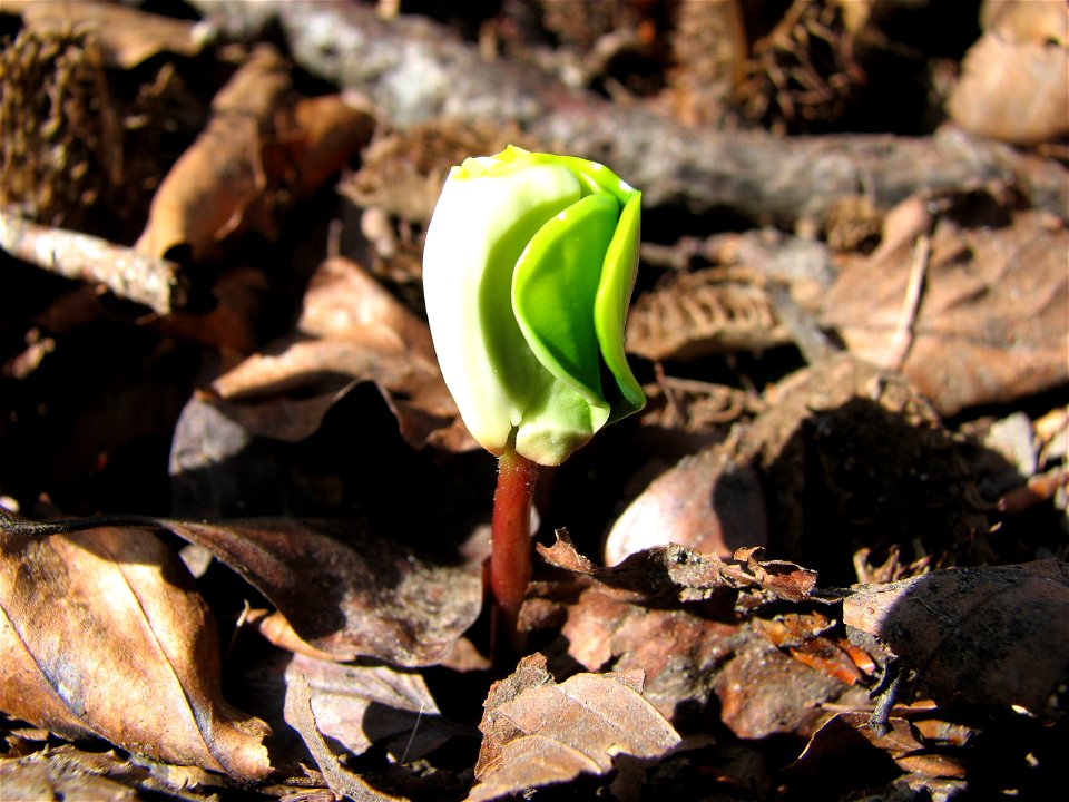Fagus sylvatica seedling
