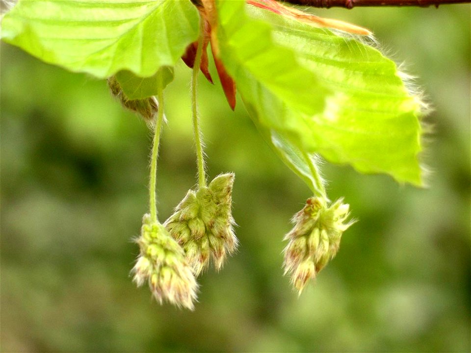 Flowers of Beech, May 2006