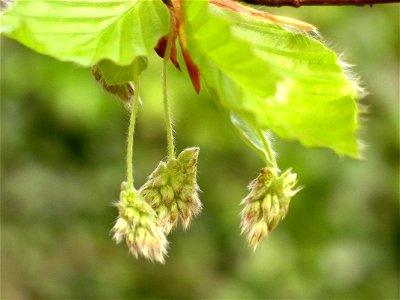 Flowers of Beech, May 2006