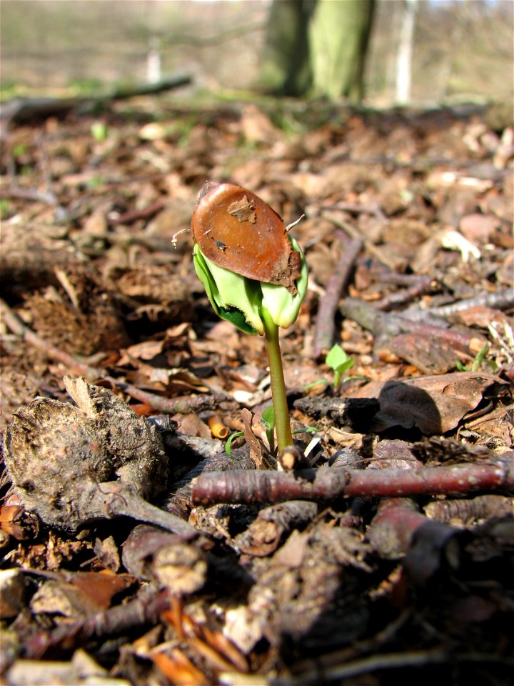 Fagus sylvatica seedling
