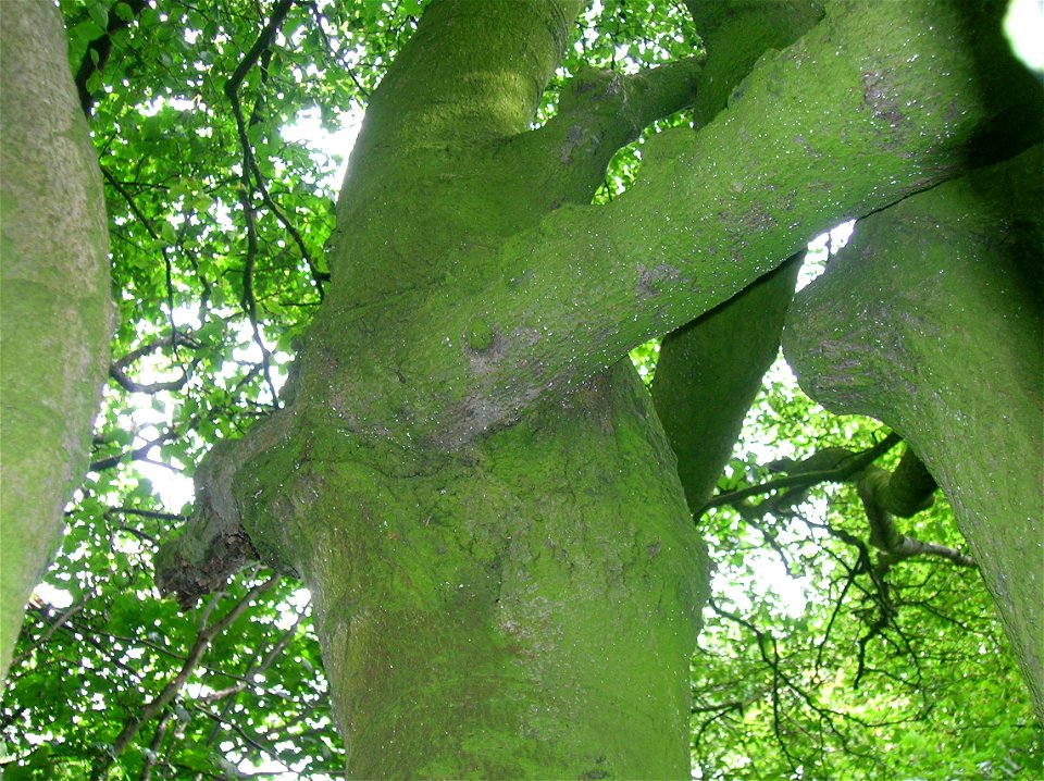 Inosculated or conjoined beech tree branches. Chapeltoun, Ayrshire, Scotland. The forestry term is a 'Gemel' tree from the Latin for 'A pair'.