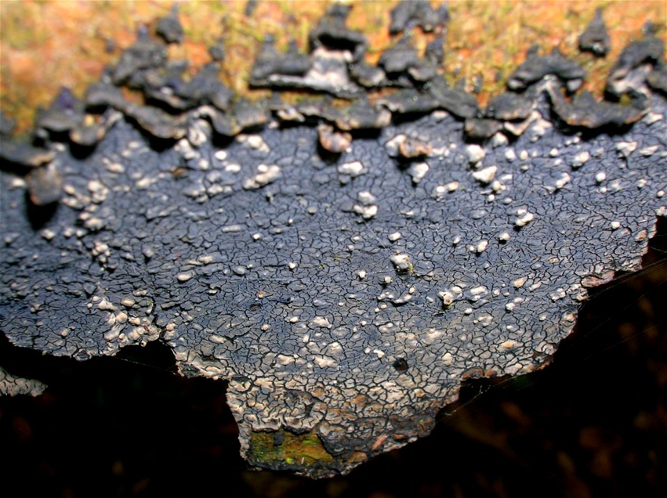 Beech with Cobalt Crust, Pulcherricium caeruleum at Eglinton, Irvine, Ayrshire