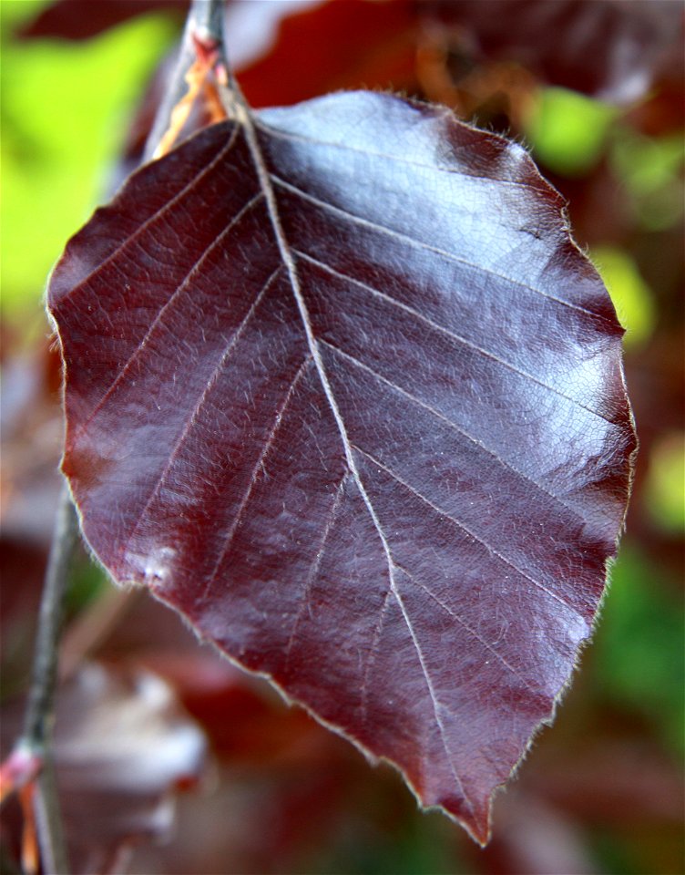 Leaf from a Purple Beech