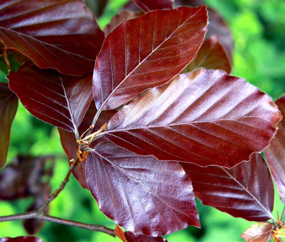 Leaves from a Purple Beech