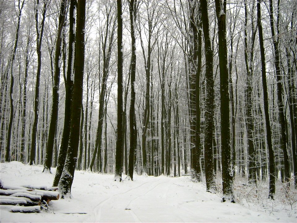 Boitzenburger Wald (Landkreis Uckermark, Brandenburg).