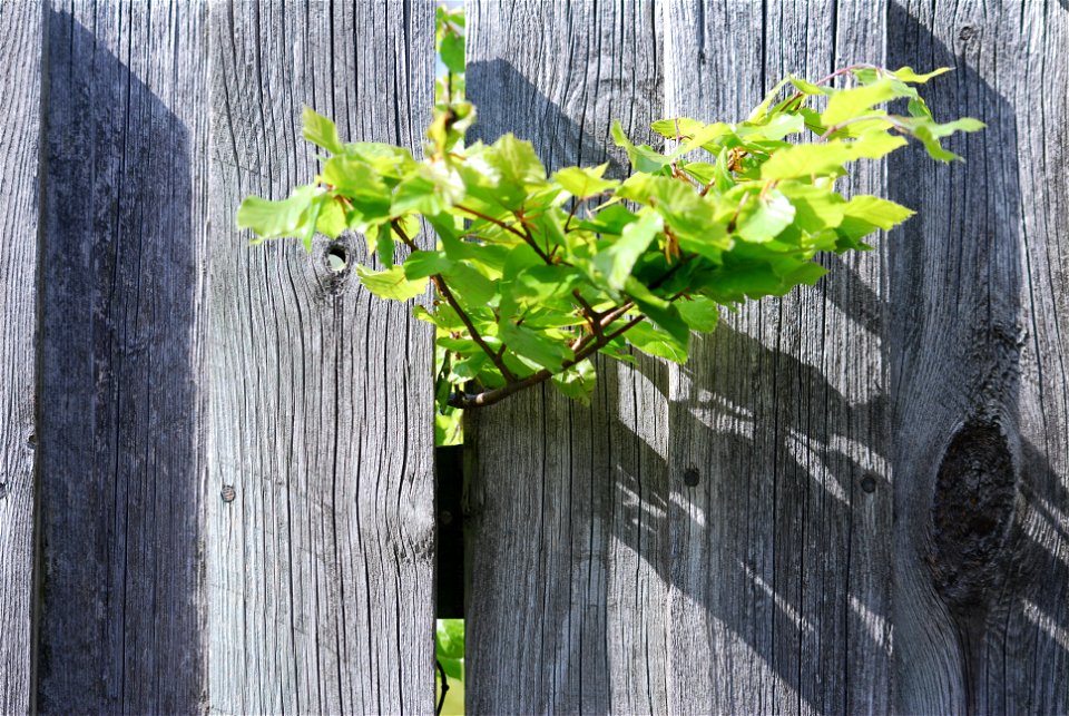 Branch protruding through wooden fence