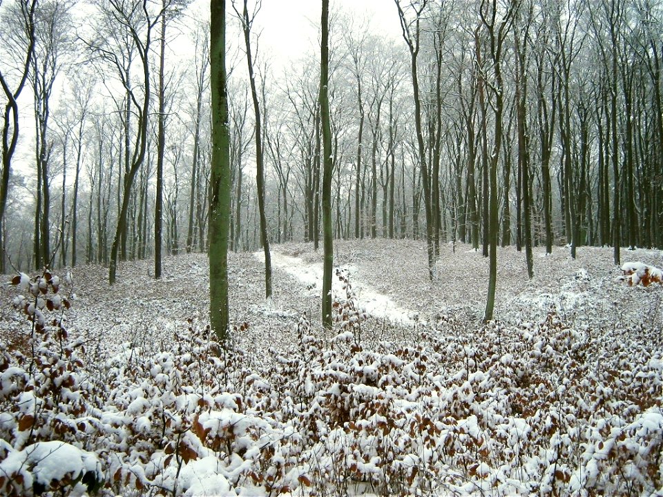 Buchennaturverjuengung in den Brohmer Bergen bei Jatznick (Vorpommern).
