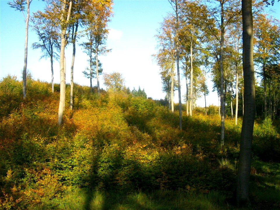 Buchennaturverjüngung in den Bergen bei Rothemühl (Landkreis Uecker-Randow, Vorpommern).
