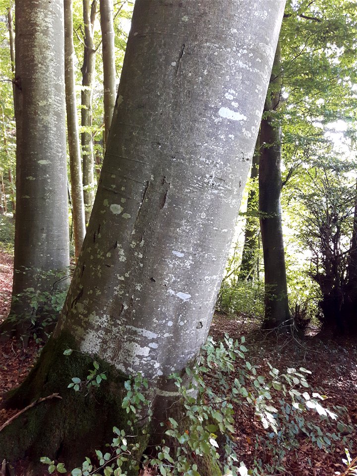 Rotbuche (Fagus sylvatica) im Waldgebiet Hinter Jungalbis, Rifferswil, Kanton Zürich