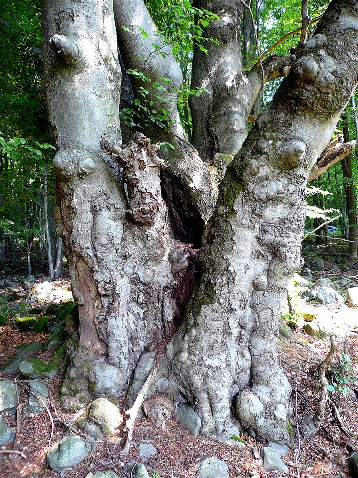 Buche Wasserkuppe
