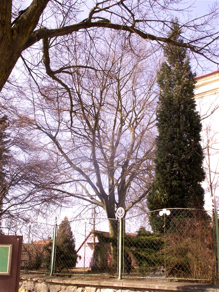 Bohdalec - památný strom u kostela sv. Vavřince, buk lesní (Fagus sylvatica L.), výška 15 m, obvod 250 cm, vyhlášen 20.10.1995