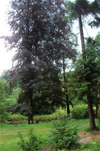 Buk červenolistý v arboretu Nové Zákupy
