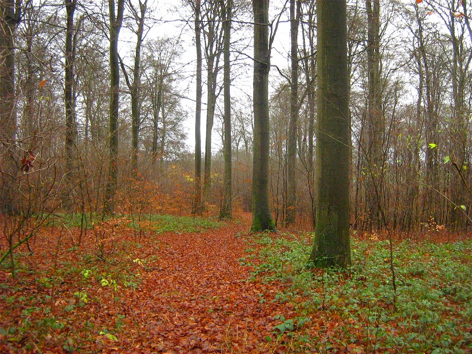 Vorburg 2 des Burgwalles auf dem Schanzenberg bei Rothemühl, Landkreis Uecker-Randow.