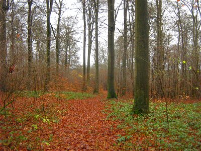 Vorburg 2 des Burgwalles auf dem Schanzenberg bei Rothemühl, Landkreis Uecker-Randow.