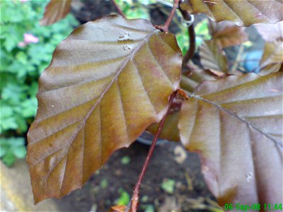 Close up of copper beech leaf