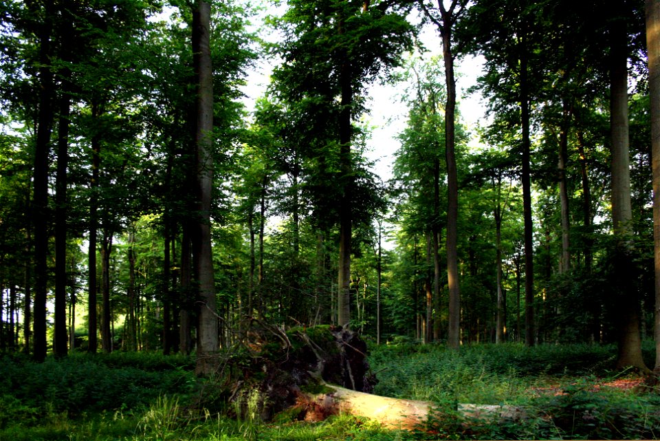 Beech forest near Brussels